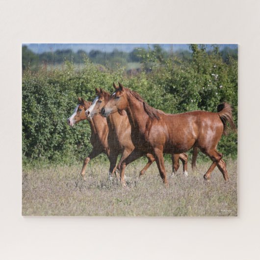 Puzzle Bob Langrish | Trois Chevaux arabes châtaigniers e (Horizontal)