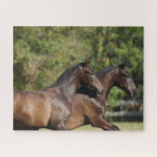 Puzzle Bob Langrish   Two Brown Andalucian Horses Running