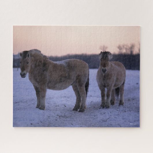 Puzzle Bob Langrish | Two Fjord Horses Standing In Snow (Horizontal)