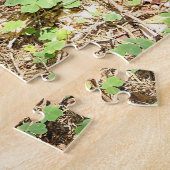 Puzzle boletus (Côté)