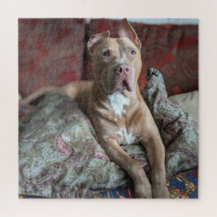 Puzzle Bon Garçon Douce Photo en Couleur Pit Bull