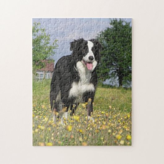 Puzzle border collie plein 3.png (Vertical)