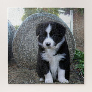 Puzzle Border Collie Puppy Farm Life,