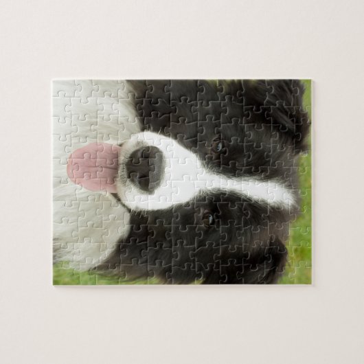 Puzzle Bordure Collie (Horizontal)