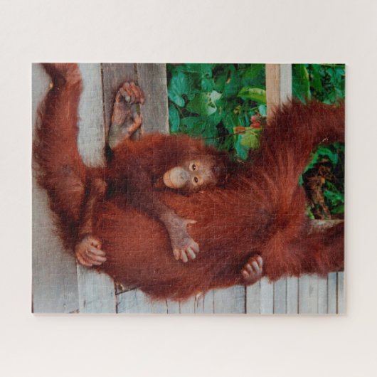 Puzzle Borneo orangutan 520-pc (Horizontal)