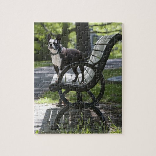 Puzzle Boston Terrier (Vertical)