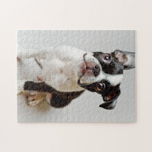Puzzle Boston Terrier (Horizontal)