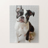 Puzzle Boston Terrier (Vertical)