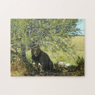 Puzzle Botswana Centre Kalahari Lion Savannah Afrique