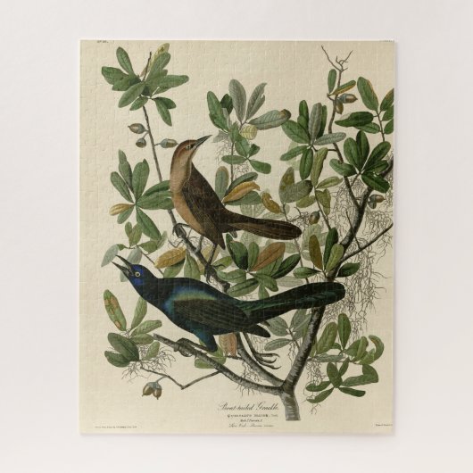 Puzzle Bouche à queue de bateau - Audubon's Birds of Amer (Vertical)