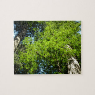 Puzzle Boughs de séquoia dans le parc national Redwood