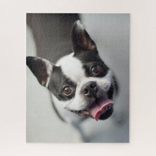 Puzzle Bouledogue français des images   de Getty