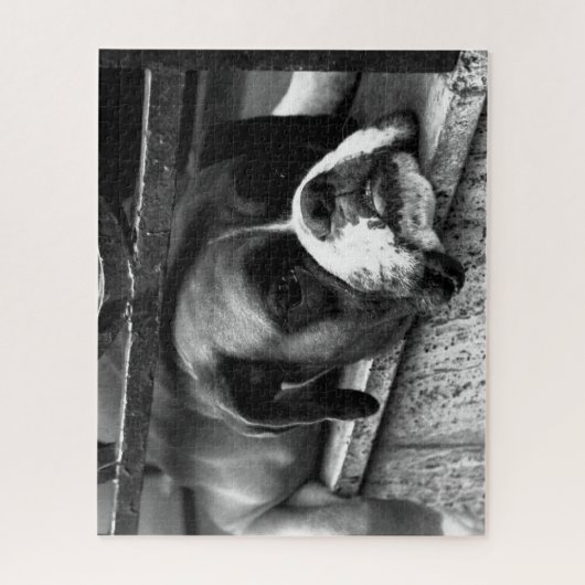 Puzzle Boxer Dog On Windowsill 16x20 520pc jpcn (Vertical)