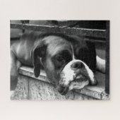 Puzzle Boxer Dog On Windowsill 16x20 520pc jpcn (Horizontal)