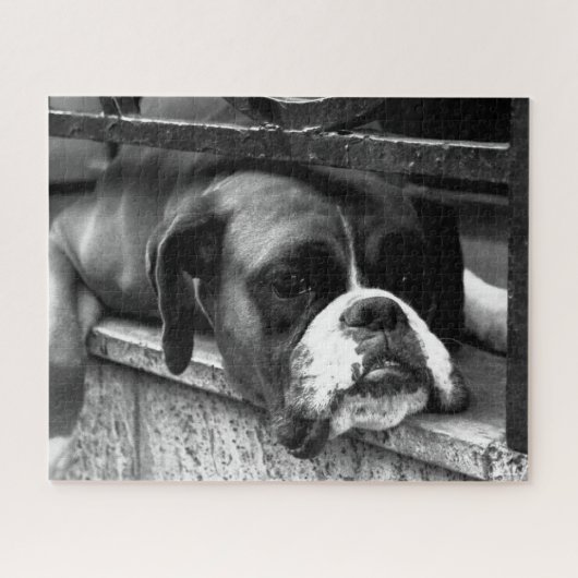 Puzzle Boxer Dog On Windowsill 16x20 520pc jpcn (Horizontal)