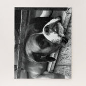 Puzzle Boxer Dog On Windowsill 16x20 520pc jpcna (Vertical)