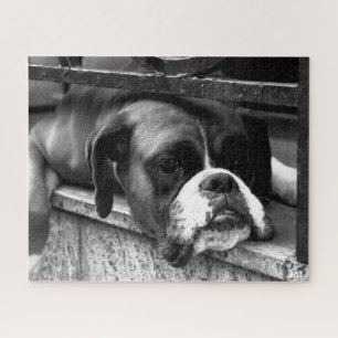 Puzzle Boxer Dog On Windowsill 16x20 520pc jpcna