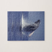 Puzzle Brassage de baleines à bosse (Megaptera (Horizontal)