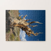 Puzzle Bristlecone antique (Horizontal)