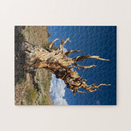 Puzzle Bristlecone antique (Horizontal)