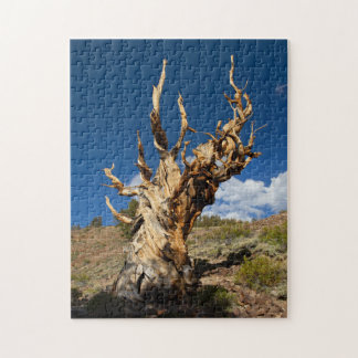 Puzzle Bristlecone antique