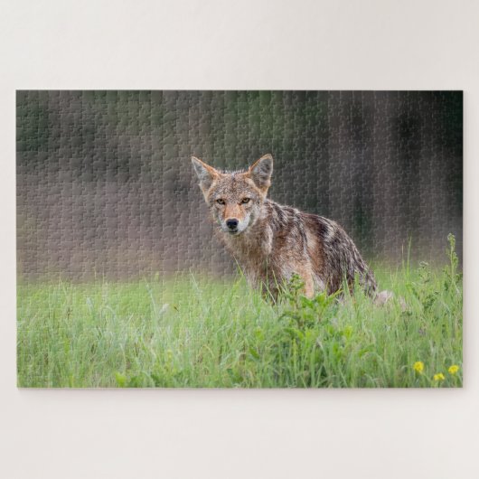 Puzzle Brown Coyote, Canadian Wildlife Photography (Horizontal)