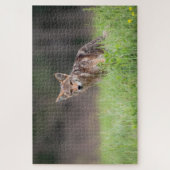 Puzzle Brown Coyote, Canadian Wildlife Photography (Vertical)