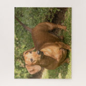 Puzzle Brown Dachshund (Vertical)