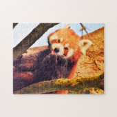 Puzzle Brown Panda Bears. (Horizontal)