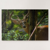 Puzzle Buck de queue blanche (Horizontal)