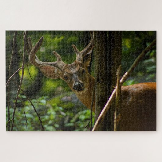 Puzzle Buck de queue blanche (Horizontal)
