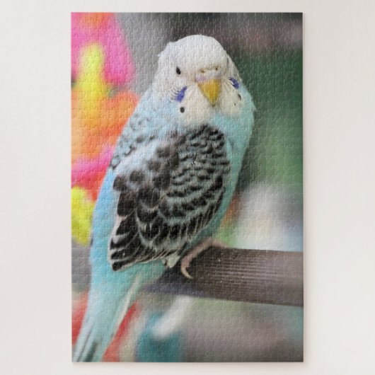 Puzzle Budgie (Vertical)
