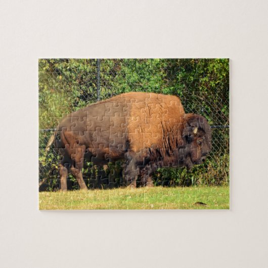 Puzzle Buffalo (Bison) Kansas, Oklahoma, Wyoming (Horizontal)