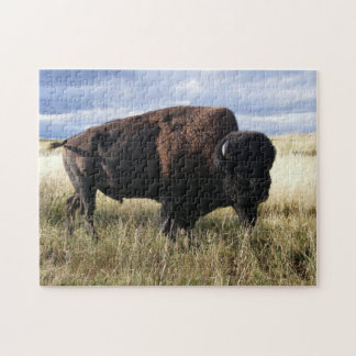 Puzzle Buffalo Taureau