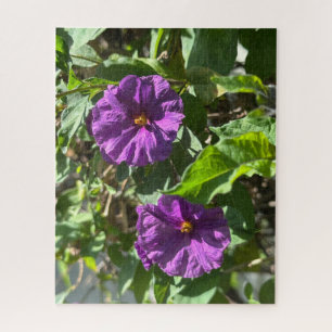 Puzzle Buisson de pomme de terre violette, Oakland