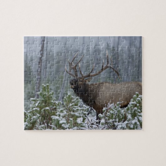 Puzzle Bull Elk dans l'appel de neige, bourdonnement, Yel (Horizontal)