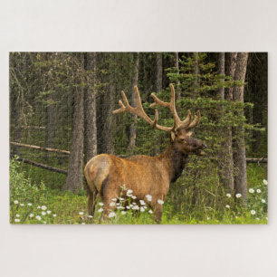 Puzzle Bull Elk en Velvet, Canada