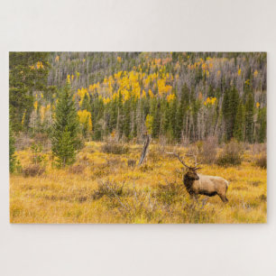 Puzzle Bull Elk   Rocky Mountain National Park Colorado