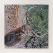 Puzzle Bull Elk Sticking Out Sa Langue (Horizontal)