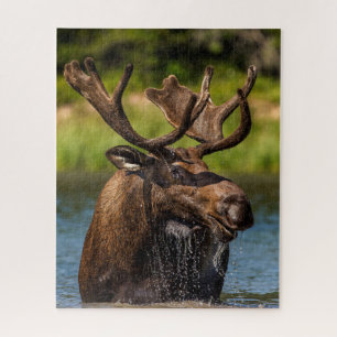 Puzzle Bull Moose   Parc national du Glacier Montana