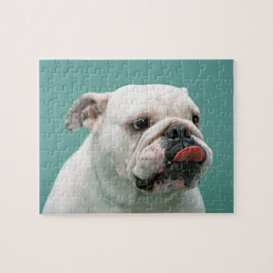 Puzzle Bulldog