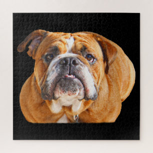 Puzzle Bulldog Face - Bulldog anglais, Brown