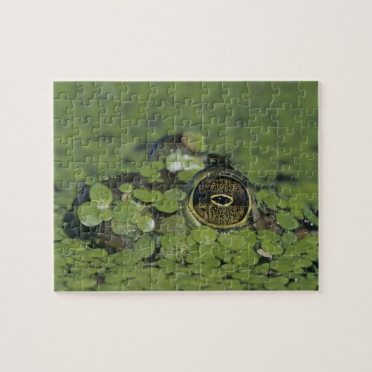 Puzzle Bullfrog, Rana catesbeiana, adulte en algue (Horizontal)