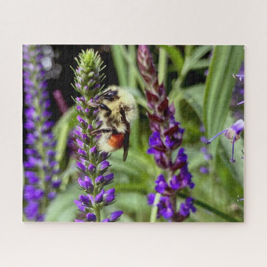 Puzzle Bumblebebe central avec Plante Speedwell Flower (Horizontal)