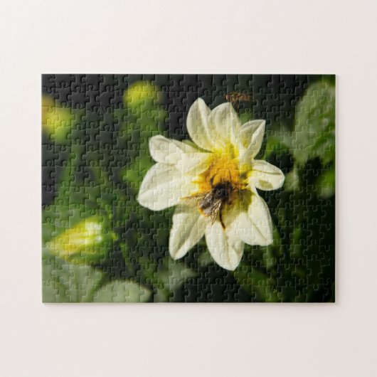 Puzzle Bumblebee et dahlia blanc photo (Horizontal)