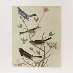 Puzzle Bunting, Sparrow, Junco, (Finches) Oiseaux d'Audub