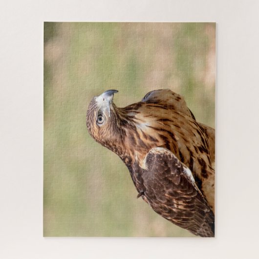 Puzzle Buse à queue rouge dans la vallée de l'Hudson (Vertical)