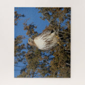 Puzzle Buse à queue rouge en vol (Vertical)