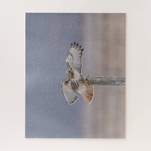 Puzzle Buse à queue rouge en vol (Vertical)