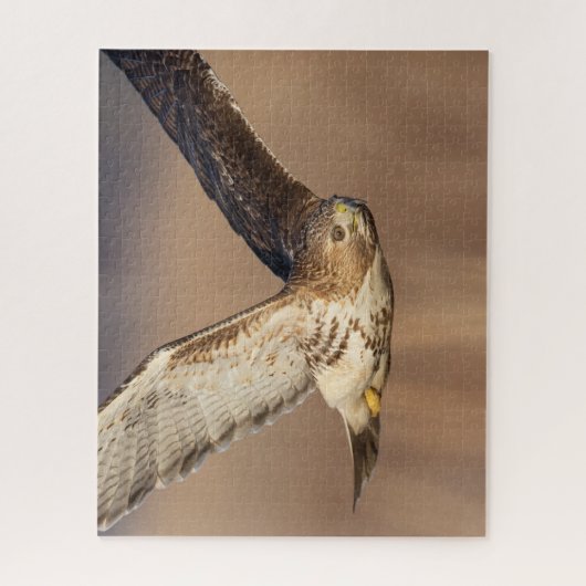 Puzzle Buse à queue rouge en vol (Vertical)